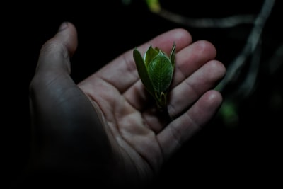 Green flying insects
